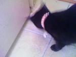 Ciktam Sayang - Siamese Cat