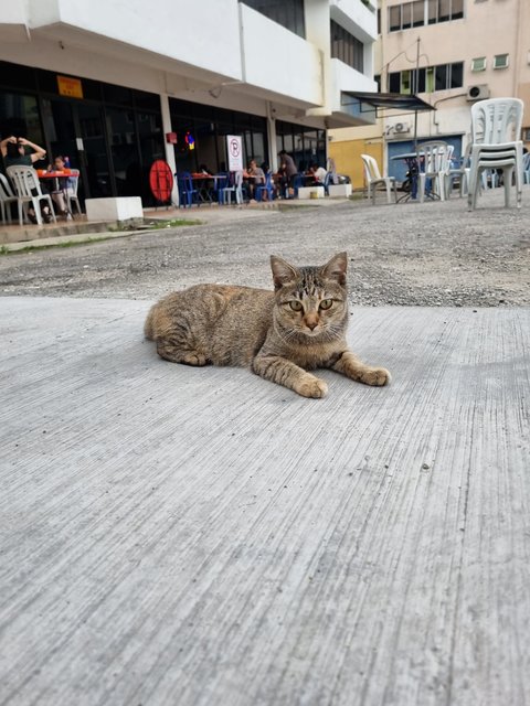Kaka - Tabby Cat