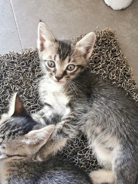 Kittens - Domestic Short Hair Cat