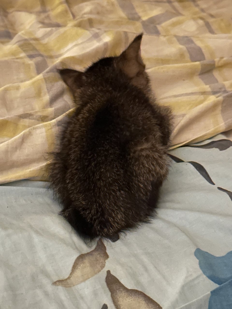 Dew-caty Durar - Domestic Short Hair Cat