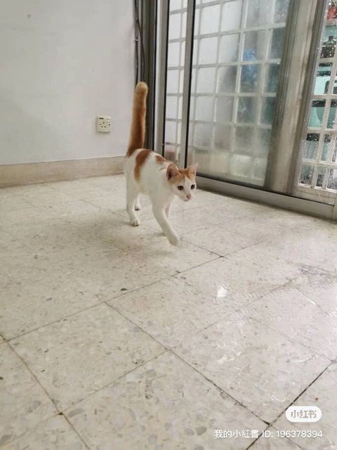 White/ginger/ Tri Colour - Domestic Short Hair + Domestic Medium Hair Cat