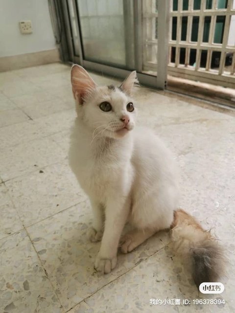 White/ginger/ Tri Colour - Domestic Short Hair + Domestic Medium Hair Cat