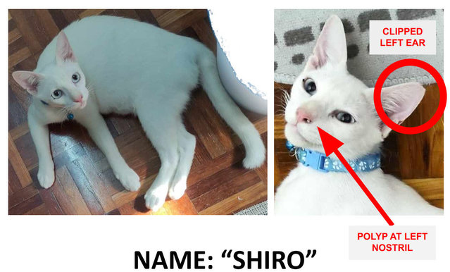 Shiro - Domestic Short Hair Cat