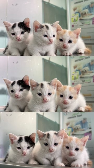 Kittens For Adoption - Domestic Short Hair Cat