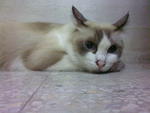 Tommy - Siamese Cat