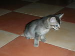 Urgent Adoption (Oscar &amp; Bella) - Domestic Short Hair Cat