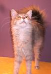 PF13356 - Maine Coon Cat