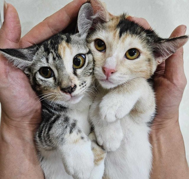 Beautiful Tabby Twins - Domestic Short Hair Cat