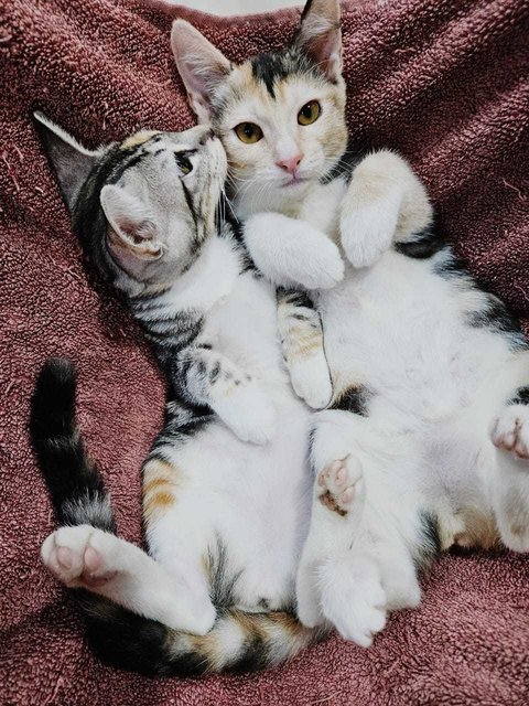 Beautiful Tabby Twins - Domestic Short Hair Cat