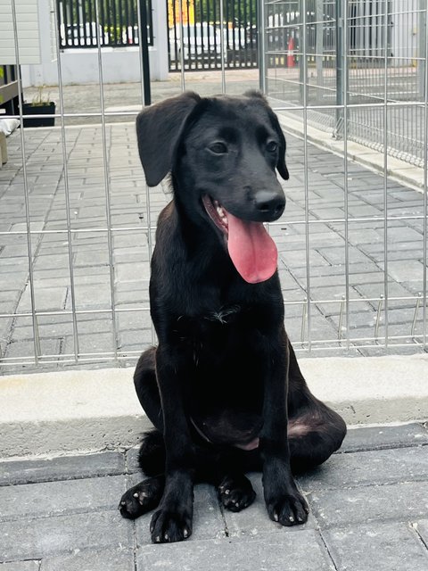 Moon Baby - Labrador Retriever Dog