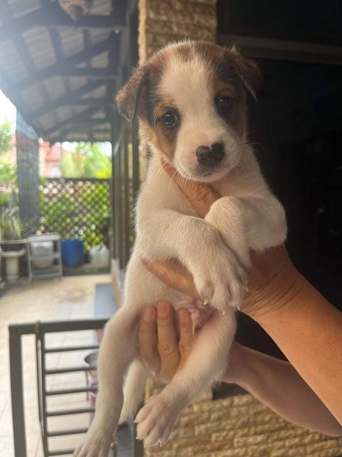 Puppy 2 - Jack Russell Terrier Mix Dog