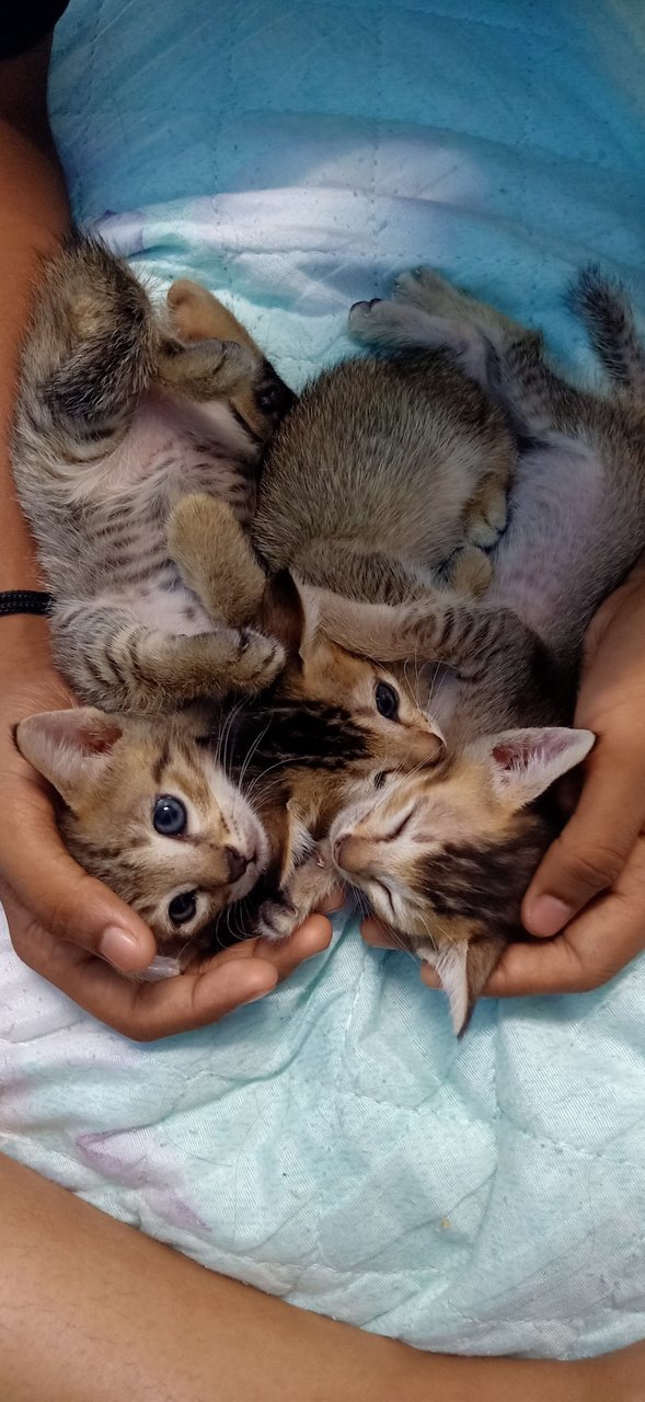 5 Little Kittens  - Domestic Short Hair Cat