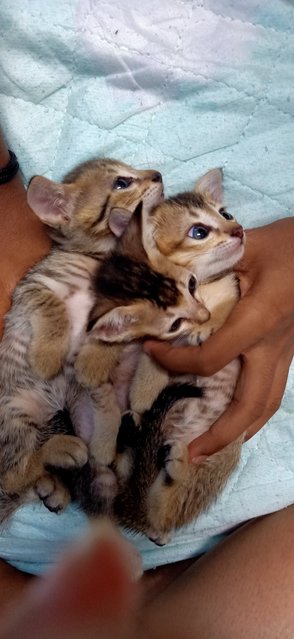 5 Little Kittens  - Domestic Short Hair Cat