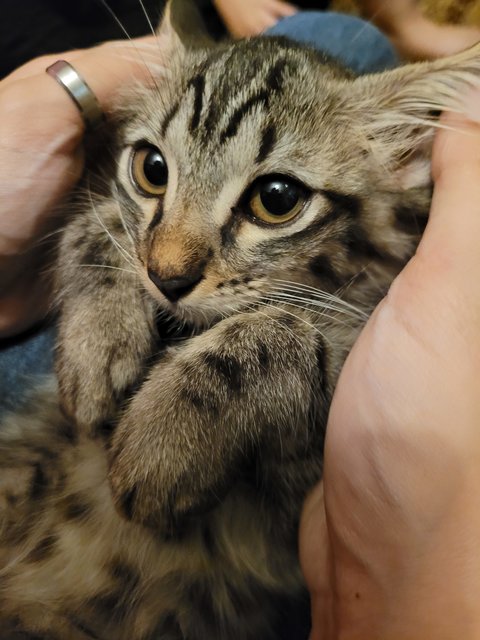 Himari - Domestic Medium Hair Cat