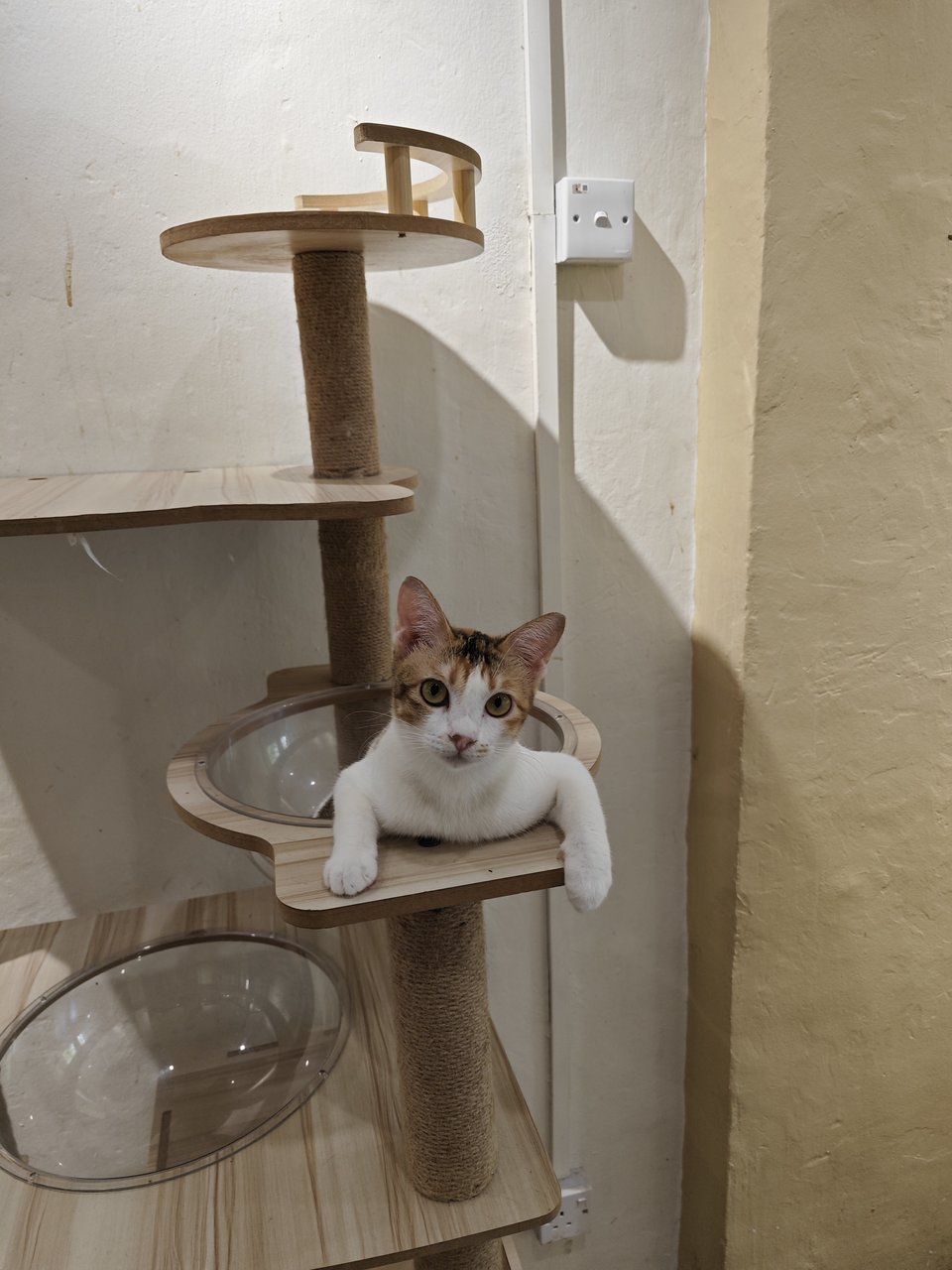 Pet Cafe Cat Free Adoption 4 - Domestic Short Hair Cat