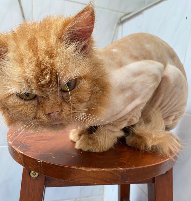 Puss - Persian Cat