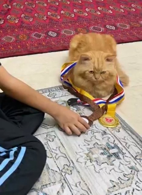 Puss - Persian Cat