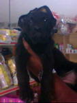 Black Shepherd Puppi - German Shepherd Dog Dog