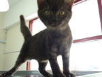 2 Male Black Kittens - Domestic Short Hair Cat