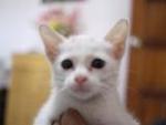 Comot The White Cat - Domestic Medium Hair Cat