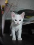 Comot The White Cat - Domestic Medium Hair Cat