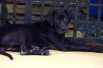 Pure Black Great Dane Puppies - Great Dane Dog
