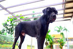 great dane(father of puppies)