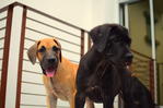 Pure Black Great Dane Puppies - Great Dane Dog