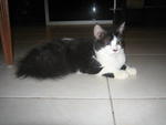 Patch - Adopted By Fazie - Domestic Medium Hair Cat