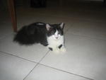 Patch - Adopted By Fazie - Domestic Medium Hair Cat