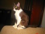 Cham - Adopted By Salina &amp; Family - Domestic Short Hair Cat