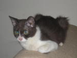 Cham - Adopted By Salina &amp; Family - Domestic Short Hair Cat