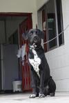 Mocca - Rottweiler + Dalmatian Dog