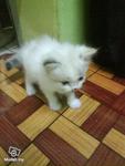 Yat - British Shorthair + Persian Cat