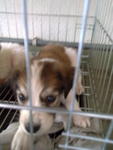 Jack - Terrier + Beagle Dog