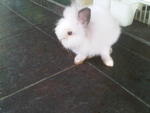 A20 - Angora Rabbit Rabbit