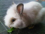 A20 - Angora Rabbit Rabbit