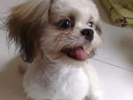 Jack - Shih Tzu Dog