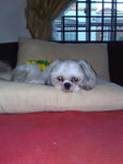 Jack - Shih Tzu Dog