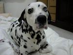 Dane - Dalmatian Dog