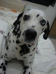 Dane - Dalmatian Dog