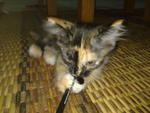 Mushi - Domestic Medium Hair Cat