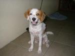 Mago - Jack Russell Terrier + Beagle Dog