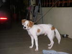 Mago - Jack Russell Terrier + Beagle Dog