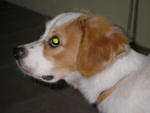 Mago - Jack Russell Terrier + Beagle Dog