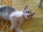 PF14019 - Domestic Short Hair Cat