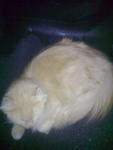 Kiskis - American Curl Cat