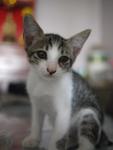 Oo The Adorable Kitten - Domestic Short Hair Cat