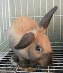 PF14104 - Lop Eared + Angora Rabbit Rabbit