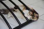 Roxy - Calico Cat